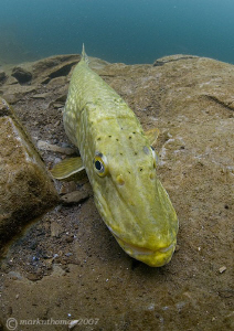 Pike.
Stoney Cove, Winter 2007.
D200 10.5mm. by Mark Thomas 